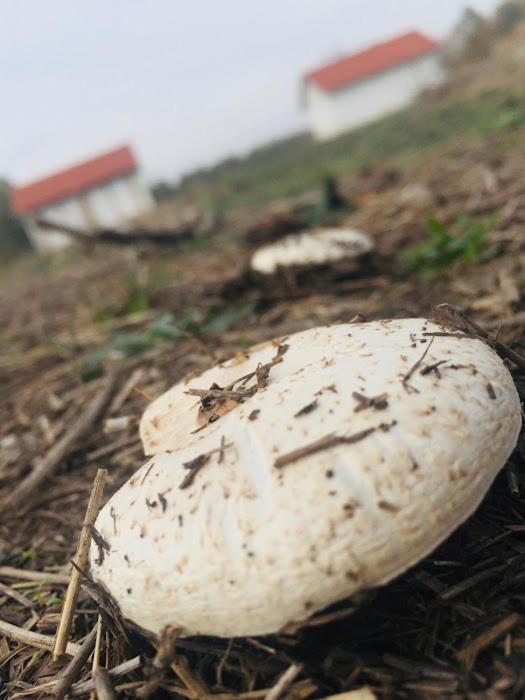 Ferienwohnung Tomajor Vendeghazak Tiszaeszlar Exterior foto